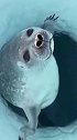 原来海豹的鼻子有防水开关 不公平！为什么小动物连鼻孔都是可爱的！