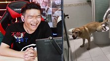 憋笑大挑战：土狗真的很懂事，还会用马桶方便！