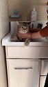 狸花猫虽然叫个不停，但洗澡时还是蛮乖的