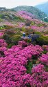 广东潮州凤凰山上的杜鹃花开了～春日踏青又赏花  旅行大玩家 旅行博主镜头里的春天有多美 旅行