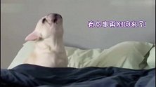 斗牛犬：都走了又剩我一个狗了，有本事再别回来了！