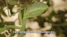 为什么母螳螂吃夫，并不是为了下一代，原来被骗了这么多年！