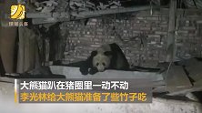 野生大熊猫跑进村民家猪圈 村民称是第三次看到了