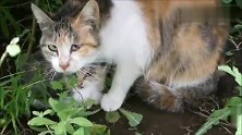 野猫一家躲进草丛，不喜欢被人类打扰，小猫注定要跟着流浪