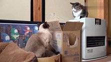 家里的暹罗猫和狸花猫打了起来，出拳速度真快，都快控制不住了