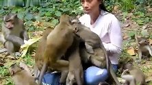 美女带来了吃的，小猴子一拥而上，场面混乱