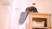 猫咪是纸袋质检员，纵身一跃却发生意外！