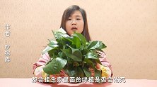 花盆里放一根布条，作用太厉害了，半个月不浇水，盆栽一样长得旺