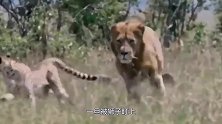 狮子埋伏长颈鹿，却被长颈鹿直接撞飞