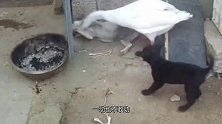 全村最嚣张大鹅，俩恶狗都不是它对手，攻防兼备游刃有余！