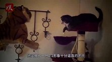 猫咪和老虎是近亲，两者相遇会认亲吗？主人亲测试意外发生了！
