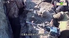 已经灭绝的猛犸象和剑齿虎即将复活，两万年前的生物能否再次重现
