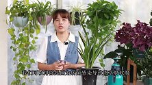 夏季给兰花叶面喷雾，2点要注意，不然烂心烂叶