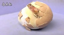 小鸡出壳全过程：跌跌撞撞从蛋壳里出来，看起来好心疼