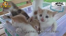 一筐的小萌猫，喵喵叫个不停，网友：心都被萌化了！