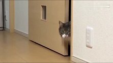 猫咪跟做贼似的悄悄的走进去，不过这眼神很霸气