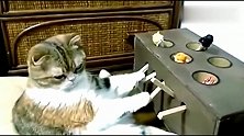 主人给萌猫买了一个打地鼠机玩具，喵星人竟玩了一整天