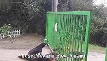 一只狼对一只狗，隔着铁笼气势汹汹，主人打开笼子后尴尬了