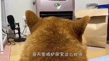上百个纸杯铺满走廊，猫咪能成功通过吗？结局笑翻了