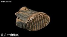 藏友拿一块石头来鉴宝，说是恐龙的牙齿化石，专家：不太像