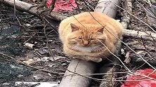 猫咪的稳定性太强了，这要是换做二哈，绝对帅不过三秒！