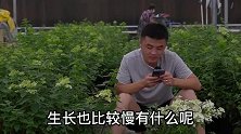 月季闷根怎么办？木糠可以做盆土基质吗？老花医相声养花每日一答