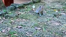 独眼猴怀孕了，猴王还对它家暴，让人难过