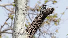 最敬业的啄木鸟，为了一只虫子可以把树掏空，治过的树不堪入目