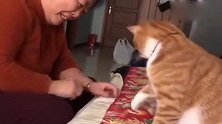 橘猫：老太太你“坏”的很，有本事赤手空拳和我打，拿针就过分了