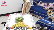 主人拿出西瓜和苹果打水果台球，狗狗：败家子，真不会过日子！逗