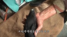 国外男子养了一只迷你小马，走到哪跟到哪这也太粘人了