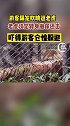 野生动物 游客隔笼逗老虎遭撒尿还击