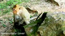 母猴为什么这样对待猴宝宝！一定是后妈？