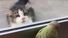鹦鹉跟猫咪玩躲猫猫，猫咪很是不解，这傻鸟在干嘛呀