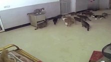 十几只猫正在开派对，一只老鼠冲进来，求老鼠心里阴影面积