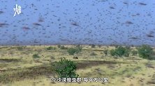 遮天蔽日！恐怖蝗灾侵袭东非，手指长一只太吓人，飞来中国试试？