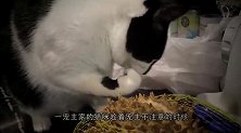 成精了，猫咪过独木桥，为了不弄脏爪子，竟走出了霸气的姿势