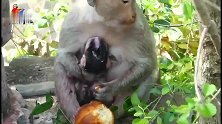猴子善于照顾新生儿，阿马拉的孙子非常可爱