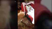 猫咪的好奇心太强了，新生的小宝宝都好奇，太有趣了！