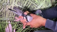 信鸽鉴赏：詹森007，明亮砂眼，好凶的一只公鸽