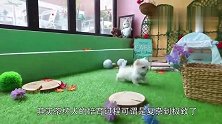 上万一只的茶杯犬，是如何培育出来的看完你还忍心养吗