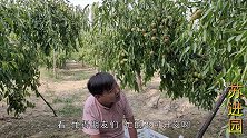 残疾小伙手拿篮子爬着去摘枣，绿色纯天然，好吃的根本停不下来！