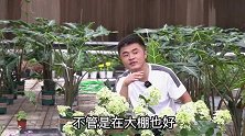 为什么买回家的花越开越小？应该怎么挽救？养花必懂小知识。