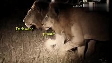 保卫者雄狮联盟—暗夜中的行军者猎杀猖狂鬣狗保护狮群幼崽安全