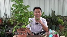 飘香藤你真的了解吗？难怪怎么养都不开花