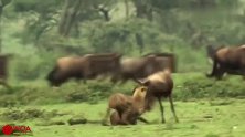 角马真的太强悍了，两只猎豹愣是没把人家放倒，结果悲剧了！