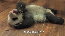熊猫：我好难呀，我真的翻不过来了！网友：我来扶你一把！