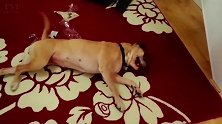 这只小狗狗趴在地毯上，原来是做错了事啊，好有趣啊！