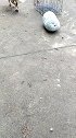 狗子：我就拿一只老鼠，多了吃不完呢！