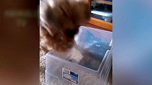 搞笑宠物猫咪上线，看这里的布置，真是小猫咪的地盘啊！
